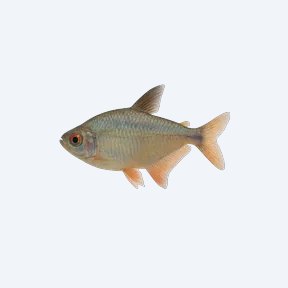 Colombian Tetra (Characidae sp.) in a planted freshwater aquarium