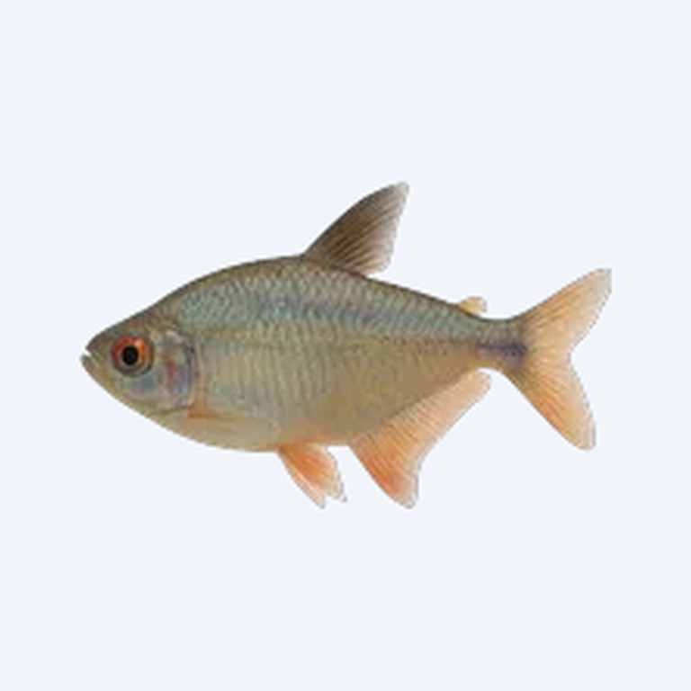 Colombian Tetra (Characidae sp.) in a freshwater aquarium