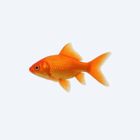 Comet Goldfish (single-tail) (Carassius auratus) in a planted freshwater aquarium