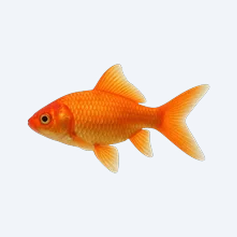 Comet Goldfish (single-tail) (Carassius auratus) in a planted freshwater aquarium