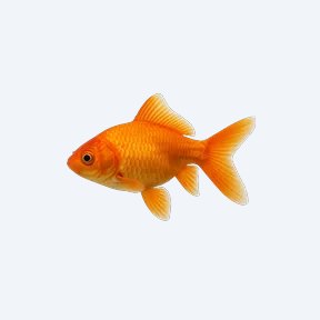 Common Goldfish (Carassius auratus) in a planted freshwater aquarium