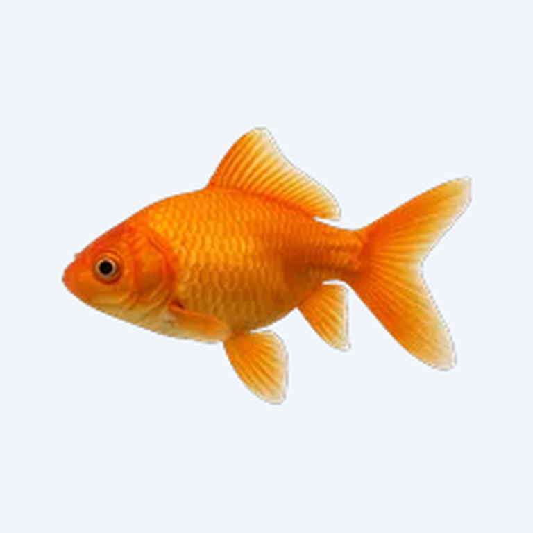 Common Goldfish (Carassius auratus) in a freshwater aquarium