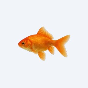 Common Goldfish (single-tail) (Carassius auratus) in a planted freshwater aquarium