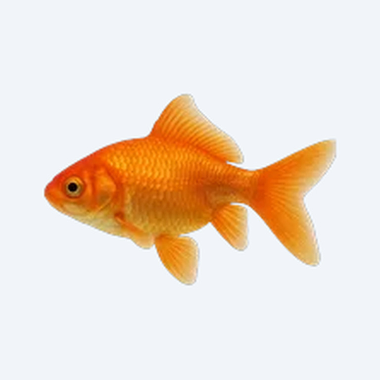Common Goldfish (single-tail) (Carassius auratus) in a planted freshwater aquarium