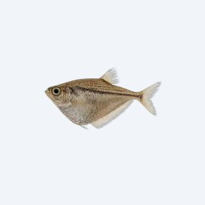 Common Hatchetfish (Gasteropelecidae sp.) in a planted freshwater aquarium