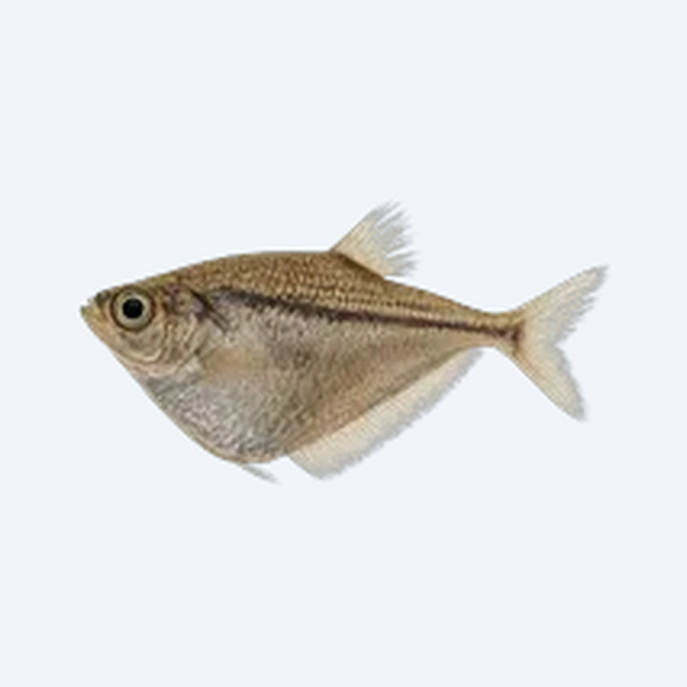 Common Hatchetfish (Gasteropelecidae sp.) in a planted freshwater aquarium