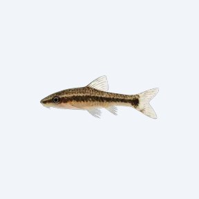 Common Otocinclus (Otocinclus spp.) in a planted freshwater aquarium