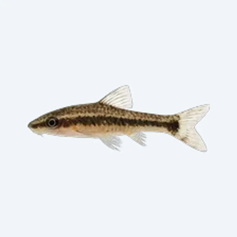 Otocinclus in aquarium