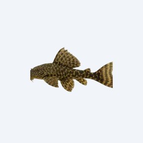 Common Pleco (Pterygoplichthys pardalis) in a planted freshwater aquarium