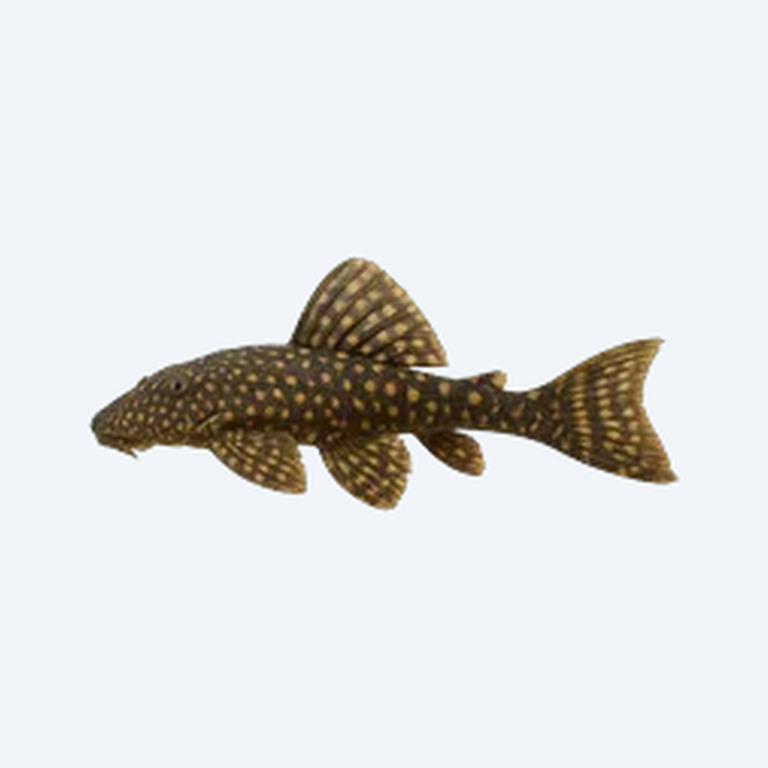 Common Pleco (Pterygoplichthys pardalis) in a freshwater aquarium