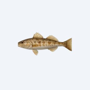 Common Syno (Siluriformes sp.) in a planted freshwater aquarium