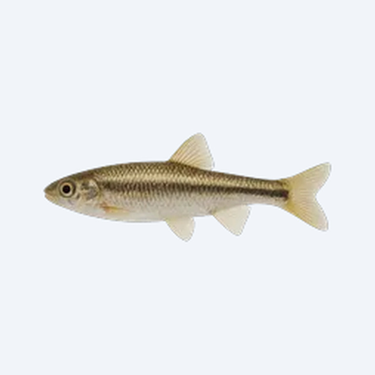 Common Syno (Siluriformes sp.) in a freshwater aquarium