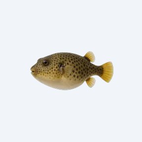 Congo Pufferfish (Tetraodon miurus) in a planted freshwater aquarium