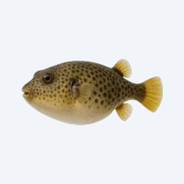 Congo Pufferfish (Tetraodon miurus) in a planted freshwater aquarium