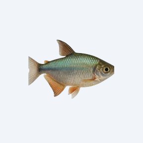 Congo Tetra (Characidae sp.) in a planted freshwater aquarium