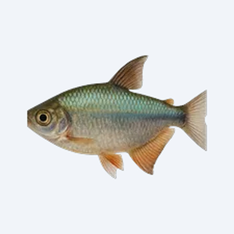 Congo Tetra (Characidae sp.) in a freshwater aquarium