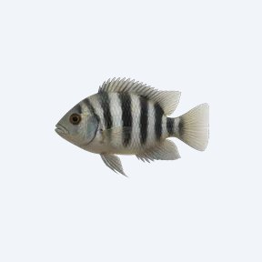 Convict Cichlid (Amatitlania nigrofasciata) in a planted freshwater aquarium