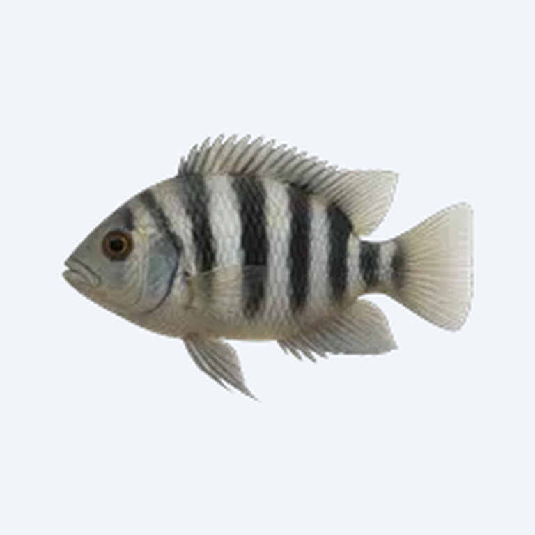 Convict Cichlid (Amatitlania nigrofasciata) in a freshwater aquarium