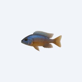 Copadichromis borleyi (Copadichromis borleyi) in a planted freshwater aquarium