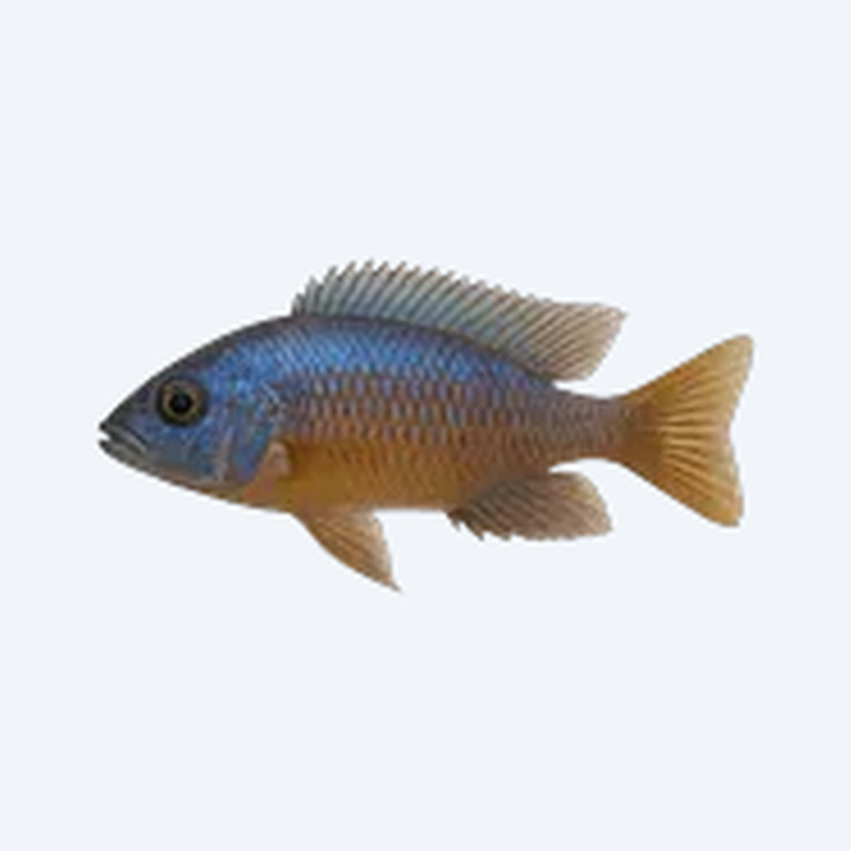 Copadichromis borleyi (Copadichromis borleyi) in a freshwater aquarium