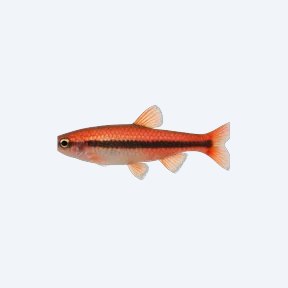 Coral Red Pencilfish (Nannostomus sp.) in a planted freshwater aquarium