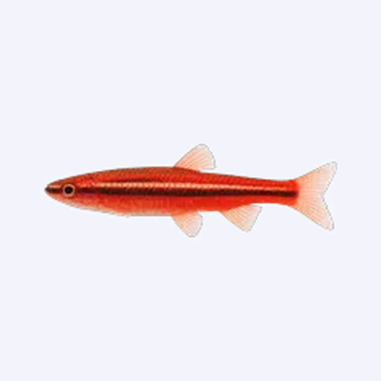 Coral Red Pencilfish (Nannostomus sp.) in a planted freshwater aquarium