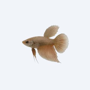 Crescent Betta (Betta sp.) in a planted freshwater aquarium
