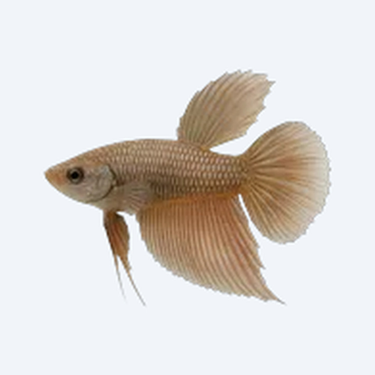 Crescent Betta (Betta sp.) in a planted freshwater aquarium