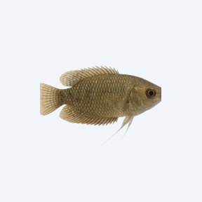 Croaking Gourami (Trichopsis vittata) in a planted freshwater aquarium