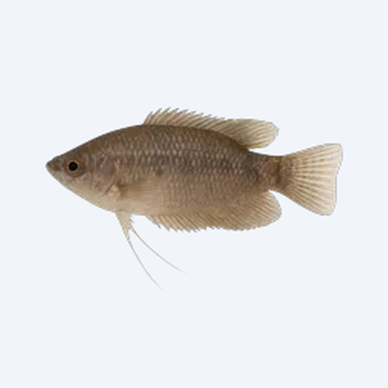 Croaking Gourami (Trichopsis vittata) in a freshwater aquarium