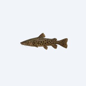 Crocodile Catfish (Siluriformes sp.) in a planted freshwater aquarium