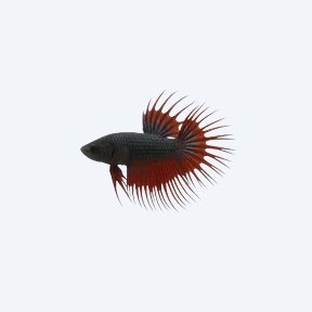 Crowntail Betta (Betta splendens) in a planted freshwater aquarium
