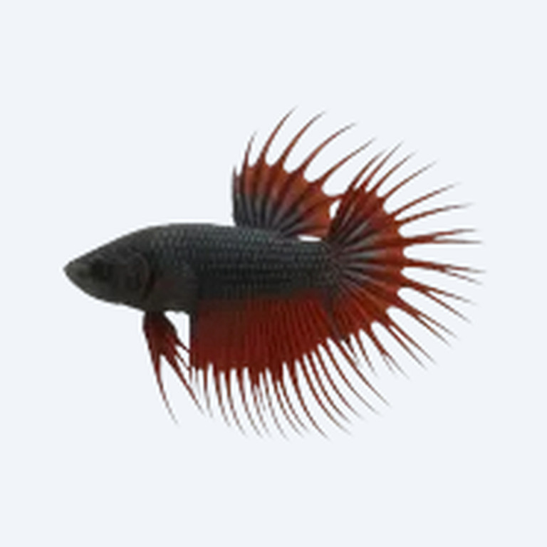 Crowntail Betta (Betta splendens) in a planted freshwater aquarium