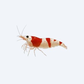 Crystal Red Shrimp (Caridina cantonensis) in a planted freshwater aquarium