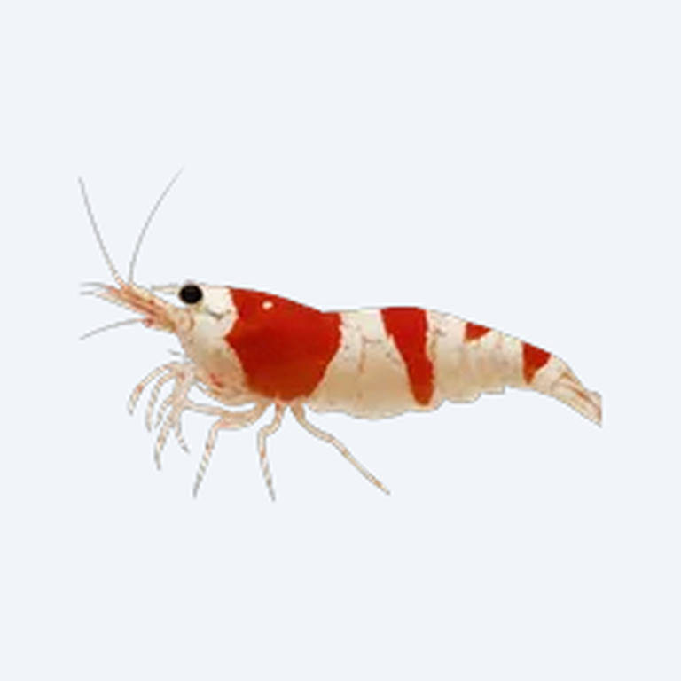 Crystal Red Shrimp (Caridina cantonensis) in a planted freshwater aquarium