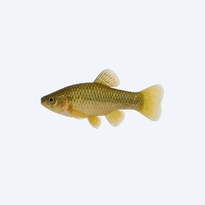 Cuban Limia (Limia vittata) in a planted freshwater aquarium