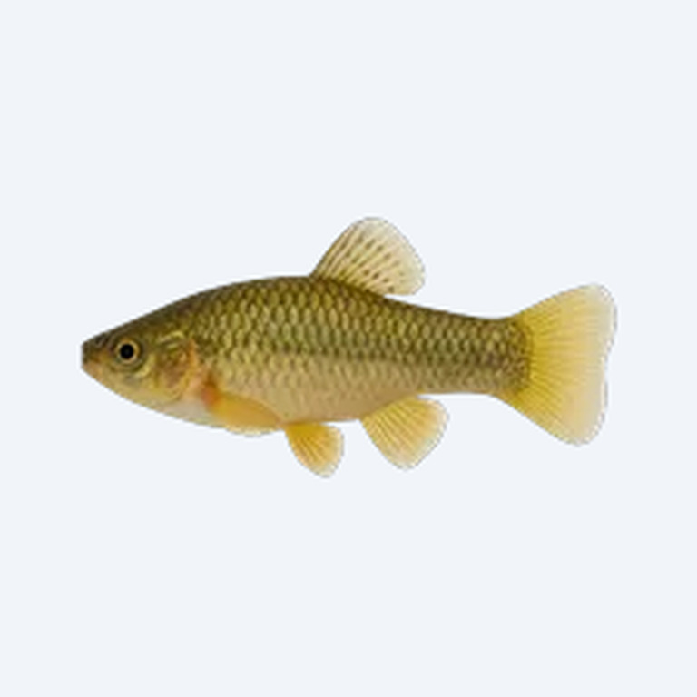 Cuban Limia (Limia vittata) in a planted freshwater aquarium