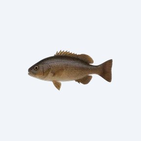 Cuckoo Squeaker (Siluriformes sp.) in a planted freshwater aquarium