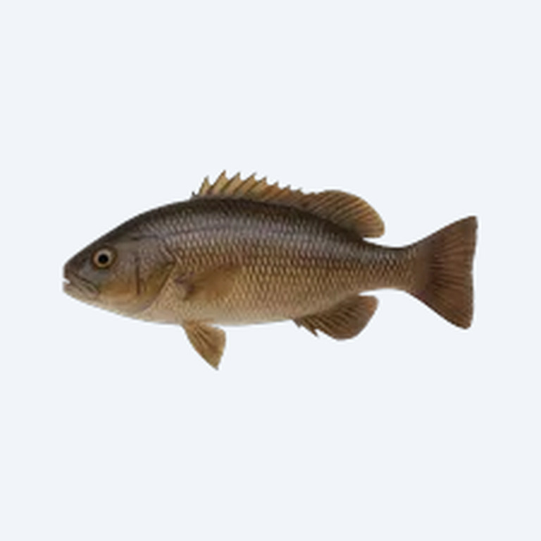 Cuckoo Squeaker (Siluriformes sp.) in a freshwater aquarium