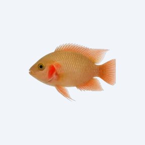 Cupid Cichlid (Cichlidae sp.) in a planted freshwater aquarium