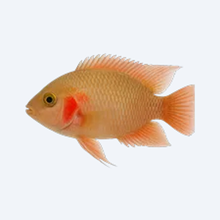 Cupid Cichlid (Cichlidae sp.) in a freshwater aquarium
