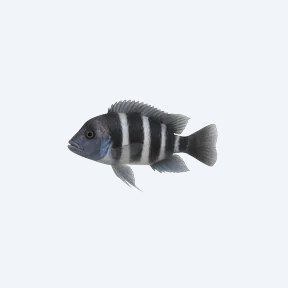 Cyphotilapia gibberosa (Cyphotilapia gibberosa) in a planted freshwater aquarium