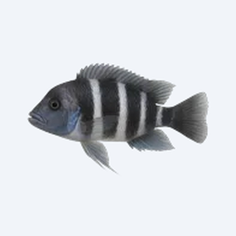 Cyphotilapia gibberosa (Cyphotilapia gibberosa) in a freshwater aquarium