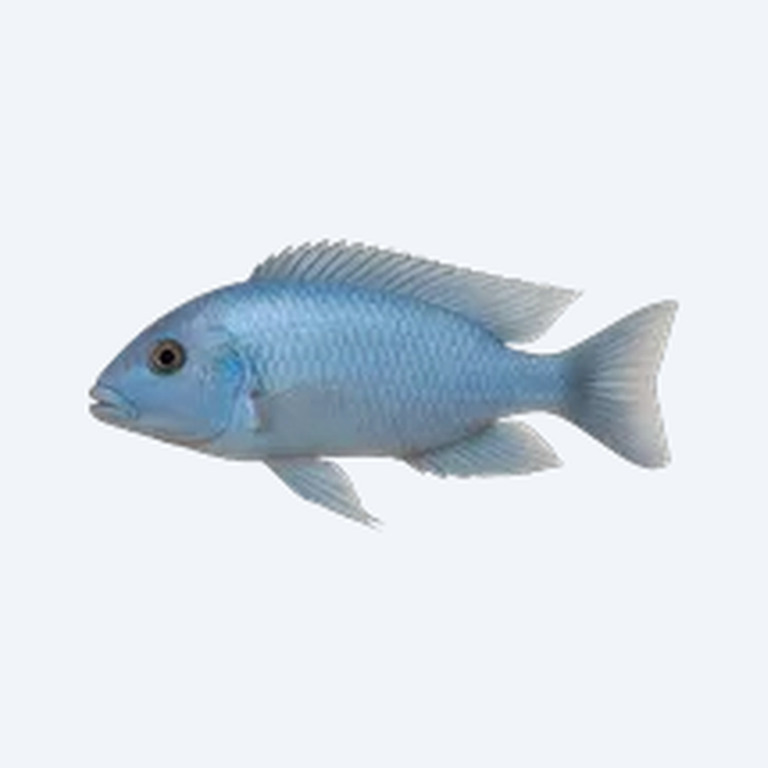 Cyrtocara moorii (Cyrtocara moorii) in a freshwater aquarium
