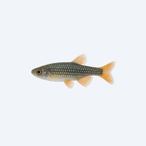 Daisy's Ricefish (Oryzias woworae) in a planted freshwater aquarium