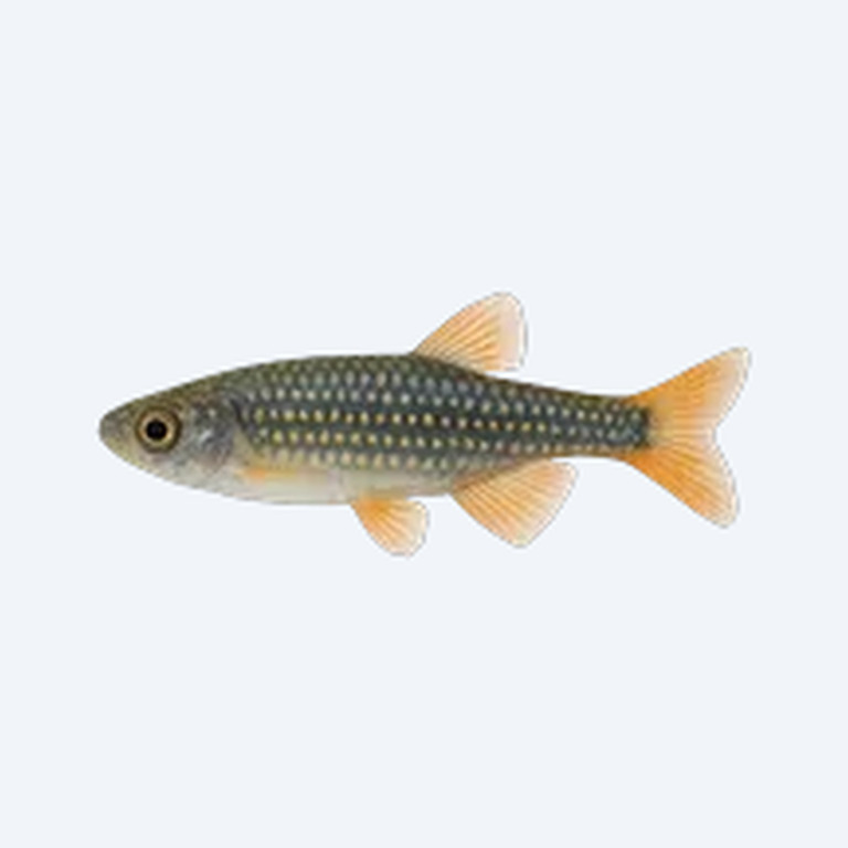 Daisy's Ricefish (Oryzias woworae) in a planted freshwater aquarium