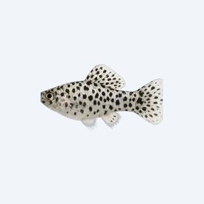 Dalmatian Molly (Poecilia sphenops) in a planted freshwater aquarium