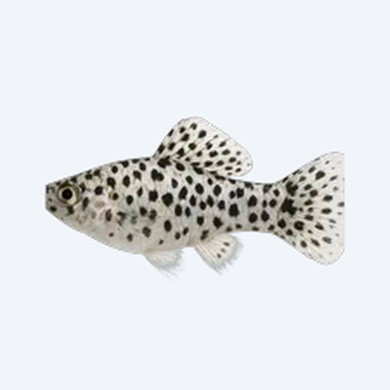 Dalmatian Molly (Poecilia sphenops) in a freshwater aquarium
