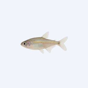 Dawn Tetra (Aphyocharax paraguayensis) in a planted freshwater aquarium