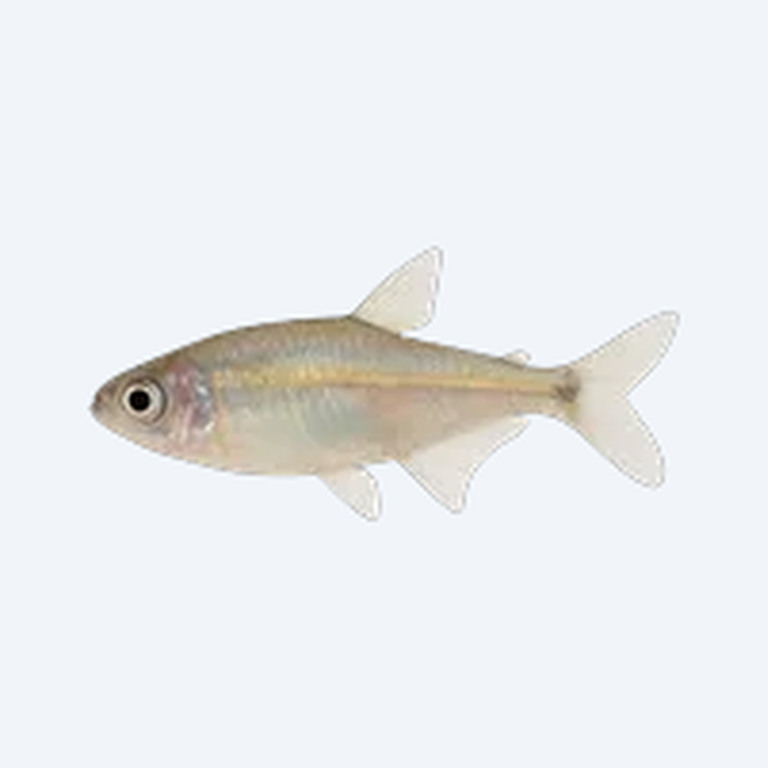 Dawn Tetra (Aphyocharax paraguayensis) in a freshwater aquarium